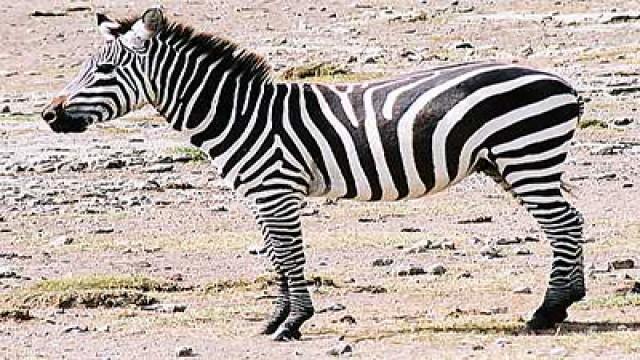 Zebra