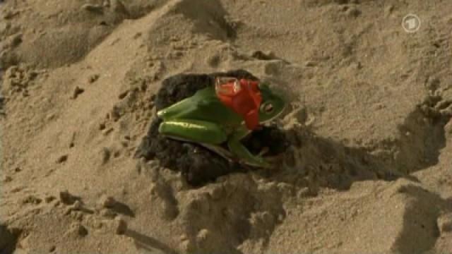 Die Froschkönigin