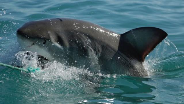 African Shark Safari