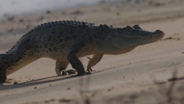 Shark-Croc Showdown