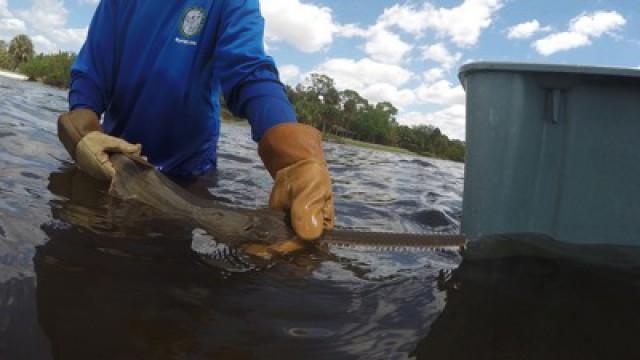 Lair of the Sawfish