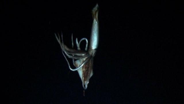 Phantome der Tiefsee (1): Der Riesenkalmar