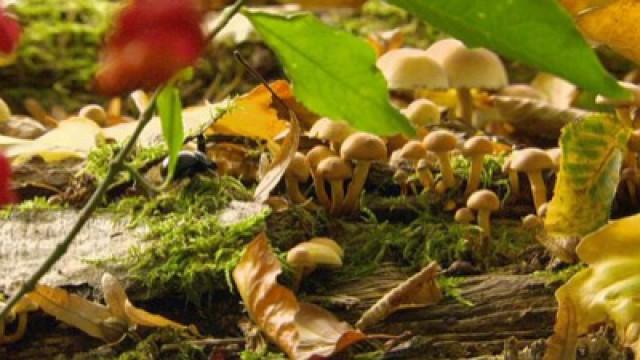 Die Macht der Jahreszeiten: Herbst & Winter