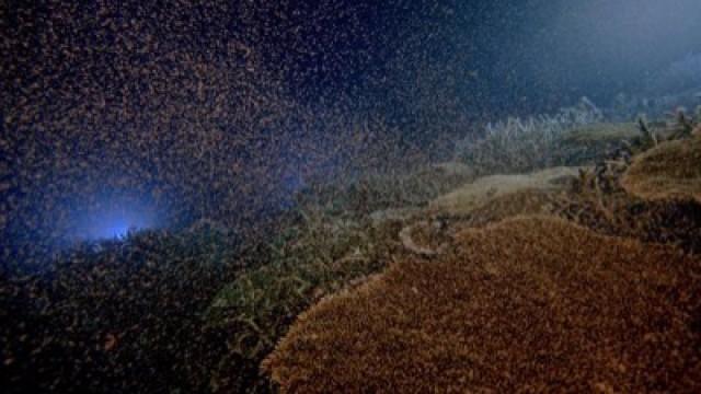 Geheimnisse der Tiefsee – In den Kellern der Korallenriffe