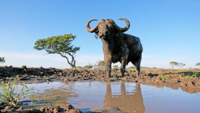Serengeti (2): Zeit der Wanderung