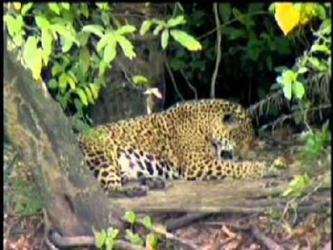 O Renascimento da vida no Pantanal