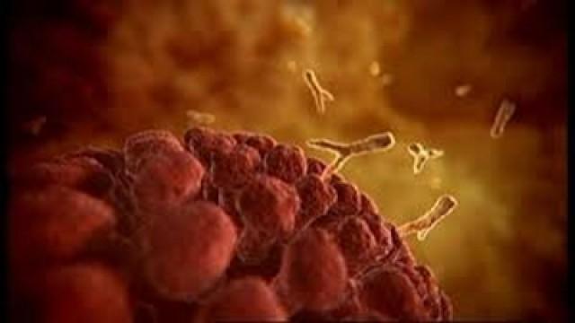 Inside the Human Body