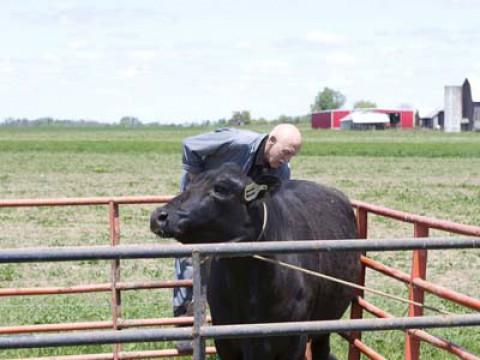 The Cow Jumped Over the Moon