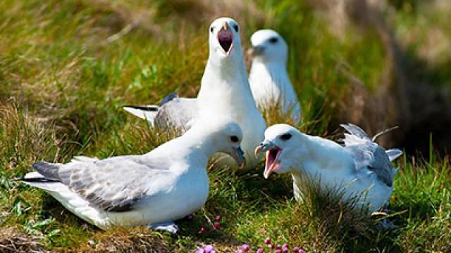 Guide to Seabirds
