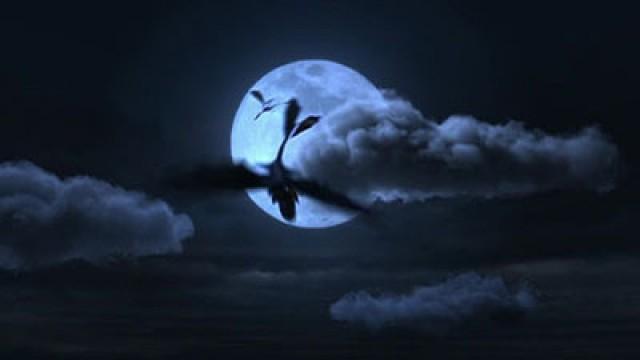 The Wings of War (2)
