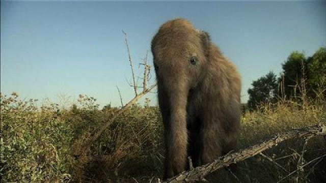 La nouvelle vie de bébé mammouth