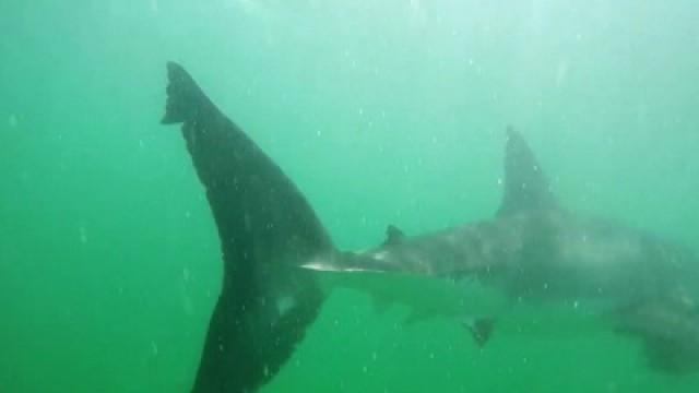 Le grand requin blanc