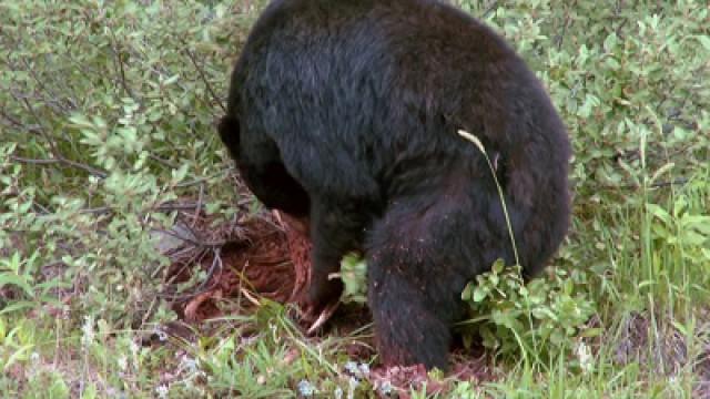 Baby-boom chez les ours?