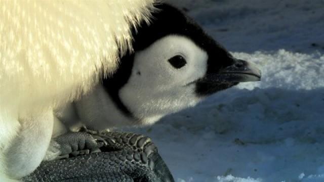 Le poussin des neiges