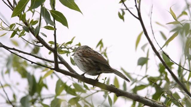 Chants d’oiseaux