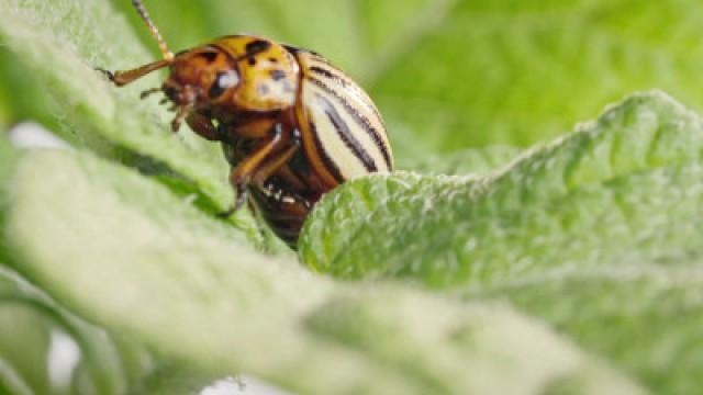 Les insectes, des superhéros