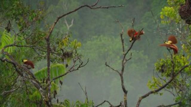 Planète Terre II (3) : Les jungles