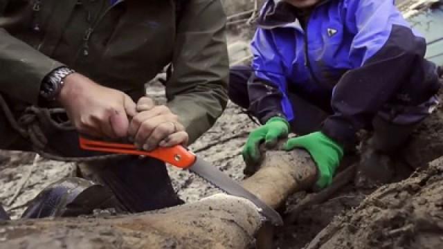 Cloning the Woolly Mammoth