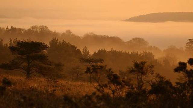 Dawn Chorus: The Sounds of Spring