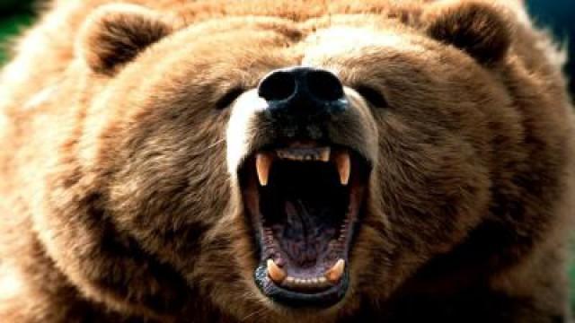 How to Survive Bear Attacks & Quicksand