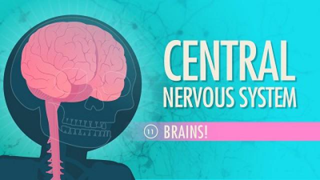 Central Nervous System