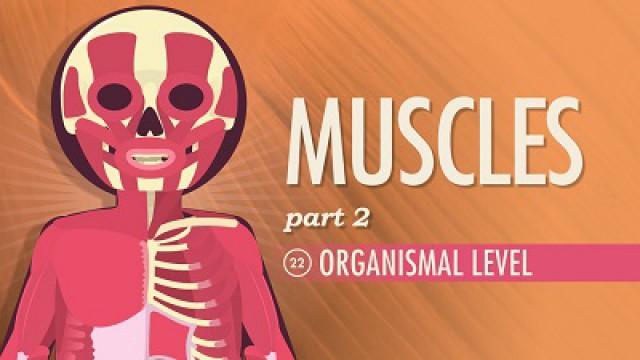 Muscles, Part 2 - Organismal Level