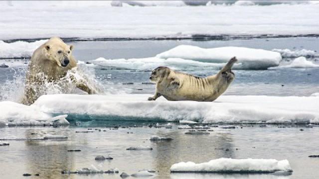 In the Grip of the Seasons (Arctic)