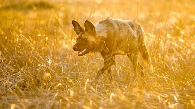 Living with Predators (Conservation)