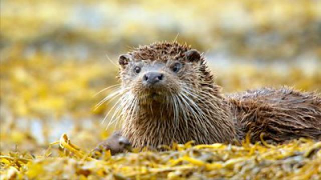 Summer: The Greatest Race