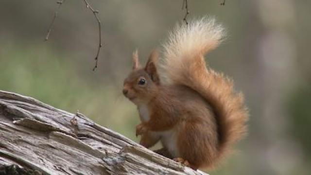 Episode 1 (Scottish version)