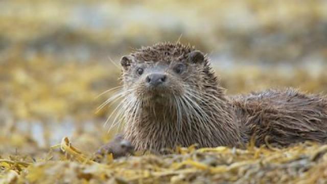 Episode 4 (Scottish version)