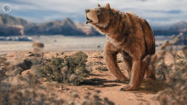 The Mystery Behind the Biggest Bears of All Time