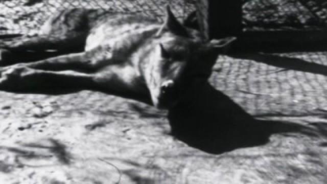 The Tasmanian Tiger Down Under