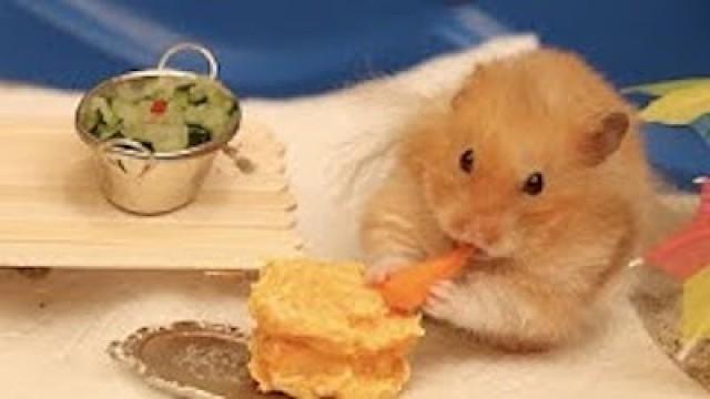Making Tiny Things For Our Hamster 2
