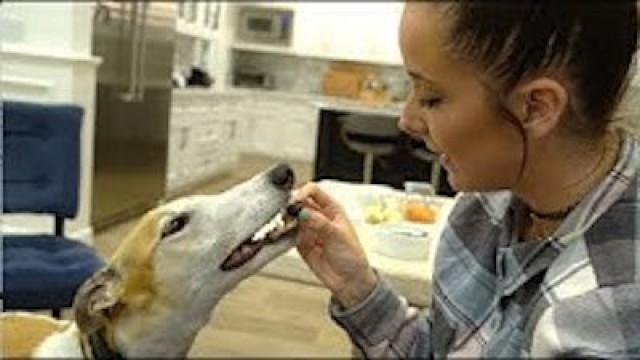 My Greyhound Tries Fruits And Vegetables