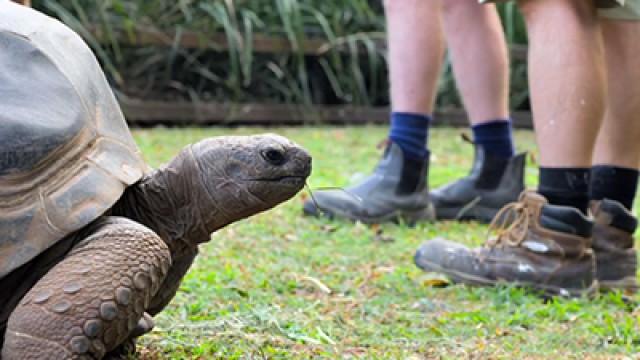 Tortoise First Date