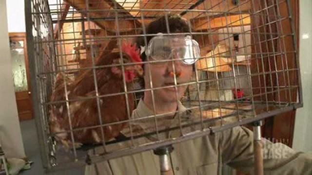 Who Can Keep Their Head in a Chicken Coop the Longest?