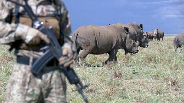 Friendly Fire, The Rhino Crisis