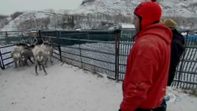 Reindeer Farm