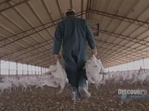 Turkey Farmer