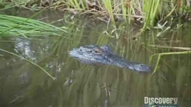 Alligator Egg Collector