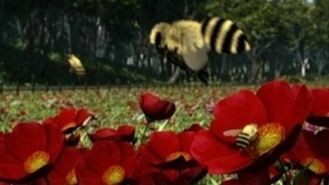 Buzzy Bees