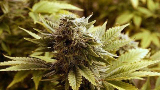 Marijuana Nation
