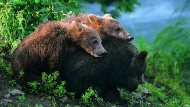 Ultimate Bear