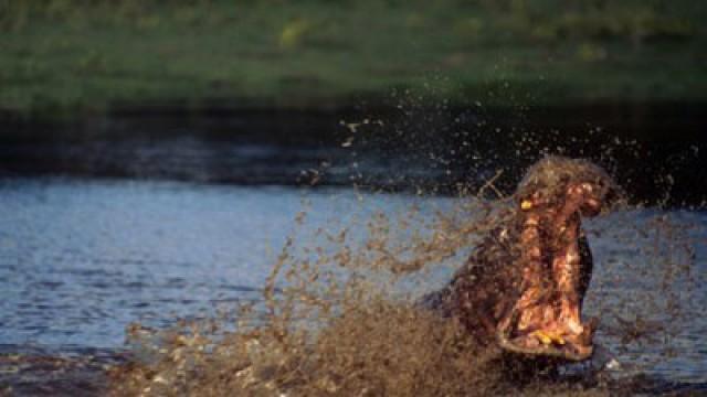 Ultimate Hippo