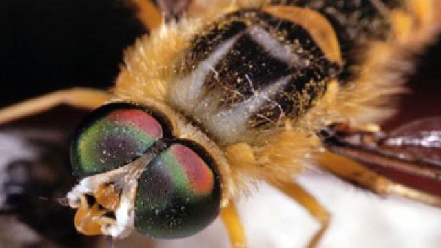 Attack of the Killer Bees