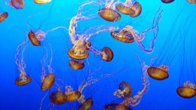Jellyfish Invasion