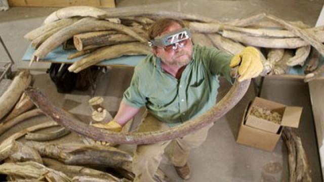 Mammoth Mystery