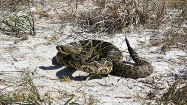 Ultimate Viper