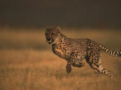 A Cheetah Story